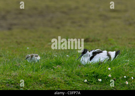 Avocette élégante (Recurvirostra avosetta) d'oiseaux adultes avec chick en herbage, Allemagne Banque D'Images