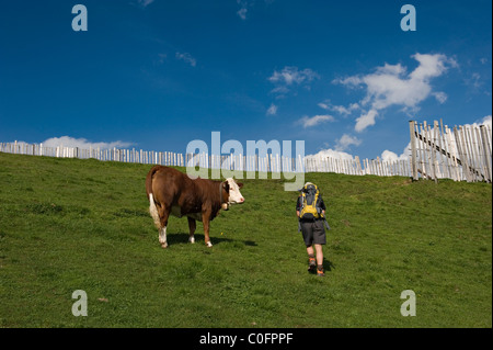 Une vache laitière regarde un passant male hiker Kitzbuheler Horn Kitzbuehel Tyrol, Autriche Banque D'Images