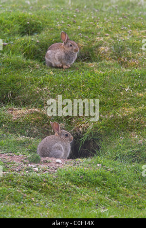 Lapin européen Oryctolagus cuniculus jeune à enfouir des entrées de Mainland, îles Shetland en juin. Banque D'Images