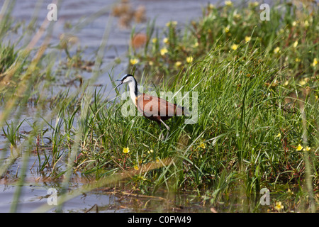 Un Jacana debout au bord de l'eau dans l'Okovango Delta, le Botswana. Son bec est ouvert, il est orienté vers la gauche. Banque D'Images