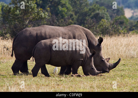 Mère et son petit rhinocéros blanc sur les plaines d'Ol Pejeta Conservancy, au Kenya. Vu de la droite avec le veau le plus proche. Banque D'Images