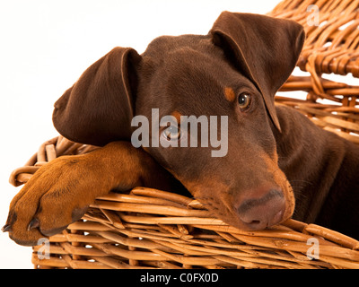 Chiot Doberman reposant dans panier en osier avec tête sur patte, sur fond blanc Banque D'Images