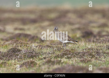 Courlis corlieu Numenius phaeopus sur la lande sur Aswan, îles Shetland en juin. Banque D'Images