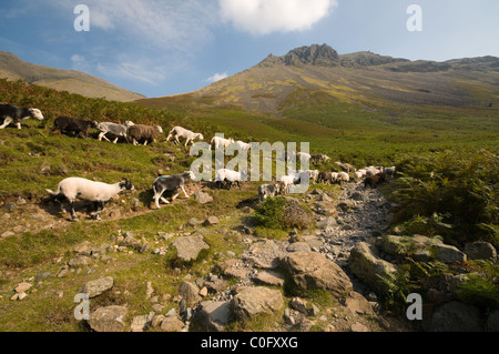 Lakeland sheep crossing Wasdale est tombé dans la direction de Grand Gable Le Parc National de Lake District Cumbria England Banque D'Images