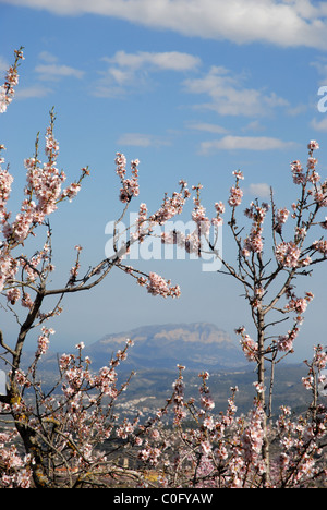 Vue à travers les arbres d'amande à la côte et la montagne Montgo de Benimaurell, Bazas, province d'Alicante, Valence, Espagne Banque D'Images