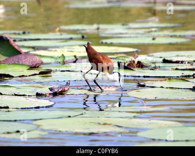 African jacana aka Jésus bird Banque D'Images