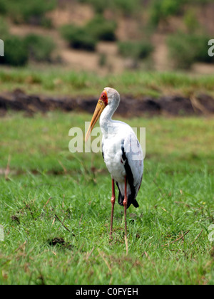 Yellowbilled Stork Banque D'Images