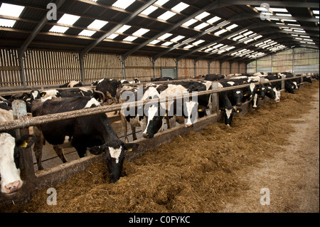 Un troupeau de vaches laitières de race Frisonne à se nourrir dans une étable dans une ferme, UK Banque D'Images