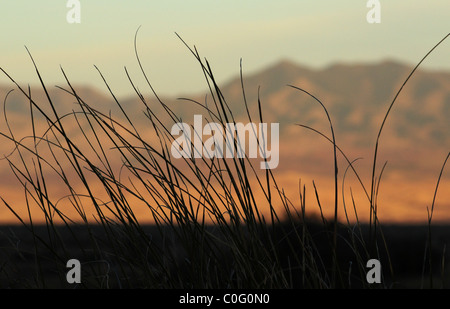 Les prairies couvrent les contreforts des montagnes au nord de Santa Rita, Arziona Sonoita, USA, dans le désert de Sonora. Banque D'Images