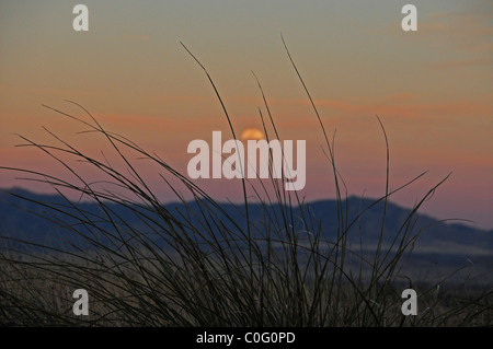Les prairies couvrent les contreforts des montagnes au nord de Santa Rita, Arziona Sonoita, USA, dans le désert de Sonora. Banque D'Images