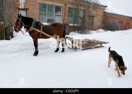 Le cheval attelé sur la rue du village et le chien Banque D'Images