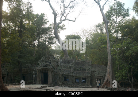 Grands arbres d'engloutir les ruines de la Ta Prom Temple bouddhiste au complexe d'Angkor Wat, au Cambodge. Banque D'Images