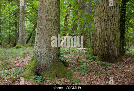 Peuplement naturel de la forêt de Bialowieza avec en premier plan l'épinette et de chêne ancien derrière Banque D'Images