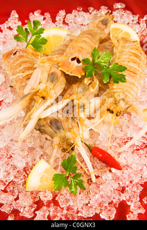 Mantis Squilla Mantis (crevettes), des crustacés dans les glaces Banque D'Images