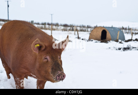 Porc Cochon dh UK et pig sty dans la neige ferme porcine porcs Orkney Ecosse rurale d'hiver Banque D'Images