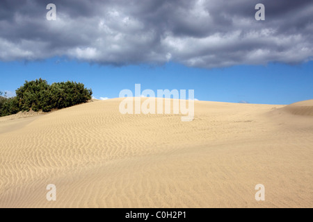 Les dunes de sable de Maspalomas SUR L'ÎLE DE GRAN CANARIA. Îles Canaries. Banque D'Images
