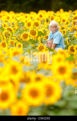 Une mère et son enfant dans un champ de tournesol, Helianthus annuus, dans le sud de l'Angleterre Banque D'Images