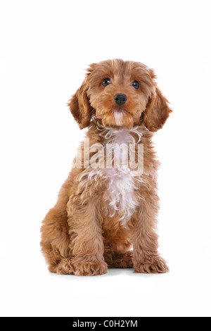 Photo d'un homme âgé de 11 semaines cockapoo chiot rouge et blanc Banque D'Images