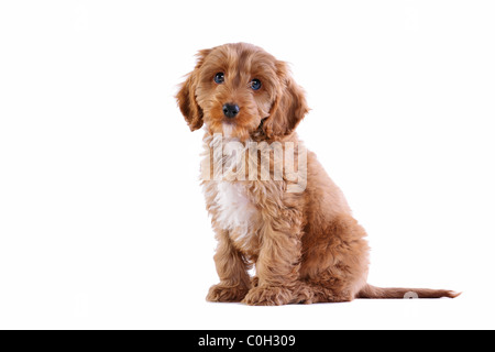 Photo d'un homme âgé de 11 semaines cockapoo chiot rouge et blanc Banque D'Images