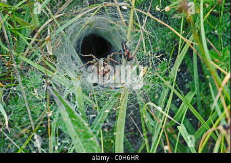 Spider Web fiche technique (Agelena labyrinthica), dans web Banque D'Images