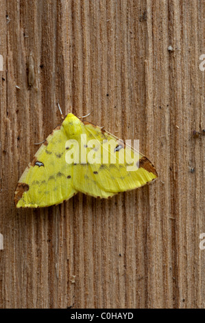 (Opisthograptis luteolata Brimstone papillon) Banque D'Images