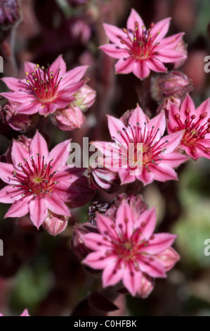 Houseleek Sempervivum montanum (montagne) Banque D'Images