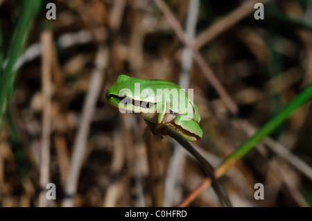 Rainette commune (Hyla arborea) Banque D'Images