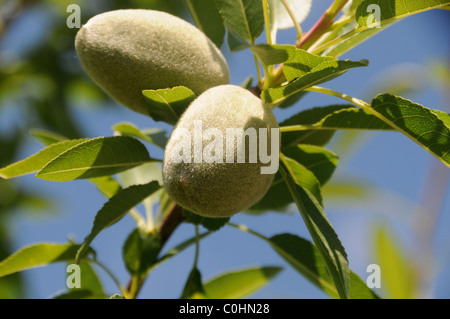 Amandes Growing on Tree Branch Banque D'Images