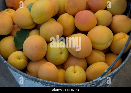 Abricots fraîchement cueillis dans la région de Pail Banque D'Images