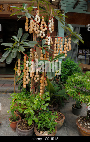 Ensemble à cordes les coquilles et pendu sur les plantes pour la bonne chance, Chinatown de Bangkok, Bangkok, Thaïlande Banque D'Images