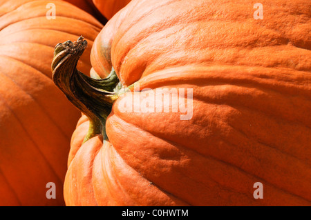 Close-up of Pumpkins Banque D'Images