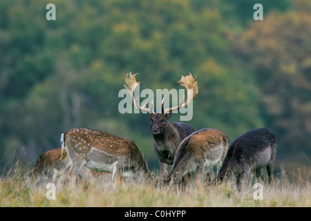 Le daim (Dama dama / Cervus dama) buck n'gardiennage pendant la saison du rut en automne, au Danemark Banque D'Images