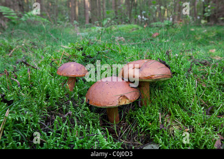 Bay les bolets (Boletus badius / Xerocomus badius) dans la forêt d'automne Banque D'Images