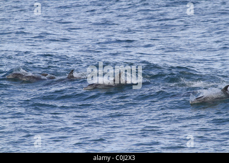 Les dauphins de l'OCÉAN INDIEN SURF JEFFREY'S BAY JEFFREY'S BAY, AFRIQUE DU SUD AFRIQUE DU SUD JEFFREY'S BAY, AFRIQUE DU SUD 23 Janu Banque D'Images