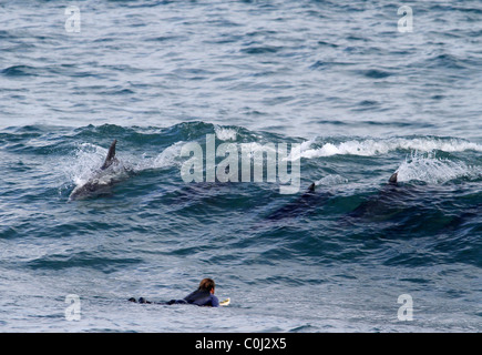 Montres SURFER'S BAY JEFFREY DAUPHINS AFRIQUE DU SUD JEFFREY'S BAY EASTERN CAPE AFRIQUE DU SUD JEFFREY'S BAY, AFRIQUE DU SUD 23 Janu Banque D'Images