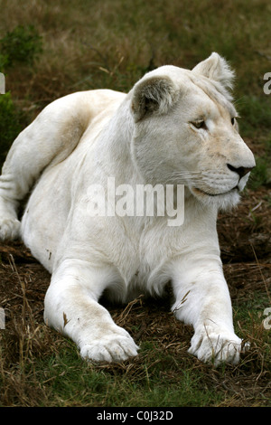 Lionne BLANCHE ALBINOS SEAVIEW LION SUR MER AFRIQUE DU SUD PORT ELIZABETH AFRIQUE DU SUD EASTERN CAPE SEAVIEW LION PARK SOUTH AFRIC Banque D'Images