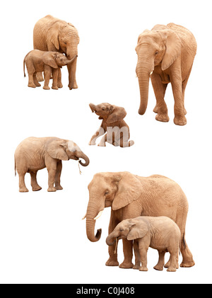 Jeu de bébé et éléphants adultes isolé sur un fond blanc. Banque D'Images