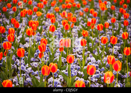 Tulipes multicolores et motif fleur sur le parterre de fleurs au printemps Banque D'Images