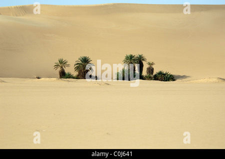 Oasis de palmiers dans le désert Banque D'Images