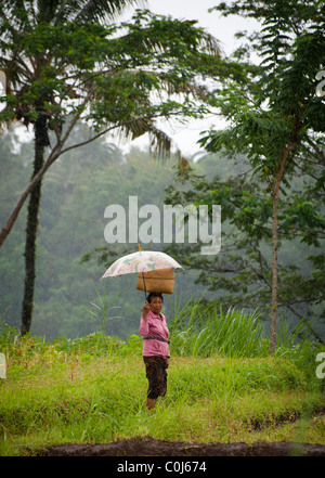 Une femme balinaise de retour d'un temple hindou cérémonie avec un panier d'offrandes promenades à travers un champ de riz dans la pluie. Banque D'Images