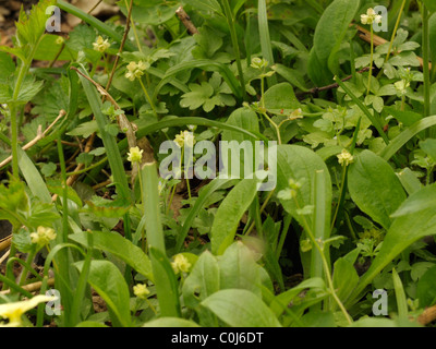 Ou Moschatel Adoxa moschatellina, horloge Mairie Banque D'Images