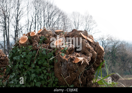 Un élagage mulberry Banque D'Images