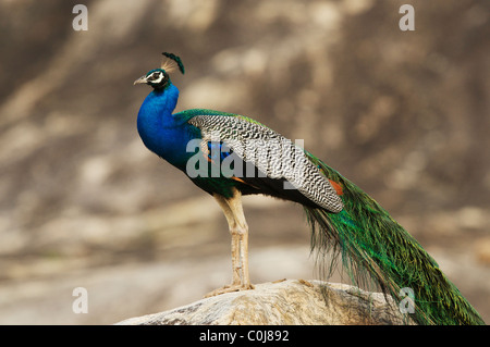 Un paon sur un rocher, parc national de Yala au Sri Lanka Banque D'Images