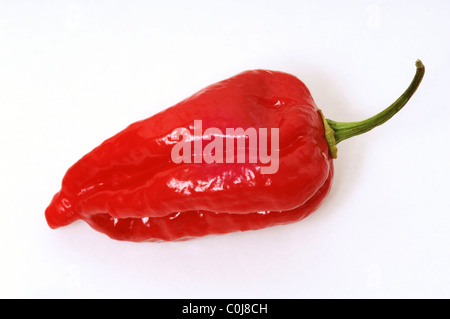 Piment Naga Dorset sur fond blanc. Largement reconnu comme l'un des meilleurs variétés de piment. Banque D'Images