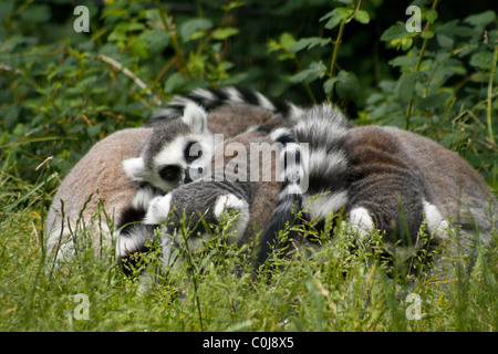 Un groupe de lémuriens (ring-tailed Lemur catta) dormir dans un caucus à la Copenhagen Zoo au Danemark. Banque D'Images