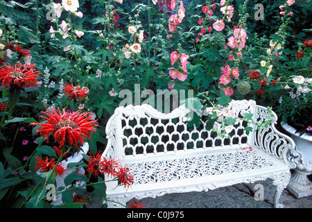 Roses TRÉMIÈRES ET SURROUND MONARDA MONARDE Banc de jardin en métal blanc, DANS UN JARDIN. L'été. Banque D'Images