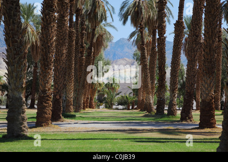 Avenue dans la palmeraie de l'oasis Furnace Creek dans la vallée de la mort Banque D'Images