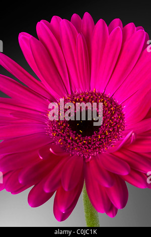Libre d'un Gerbera rose. Banque D'Images