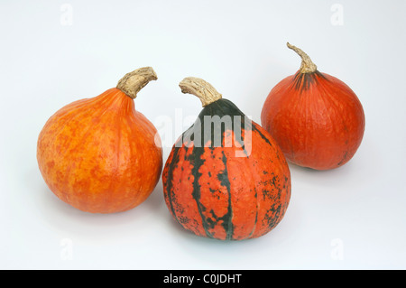 Red Kuri Squash (Cucurbita maxima Uchiki Kuri), trois fruits, studio photo. Banque D'Images