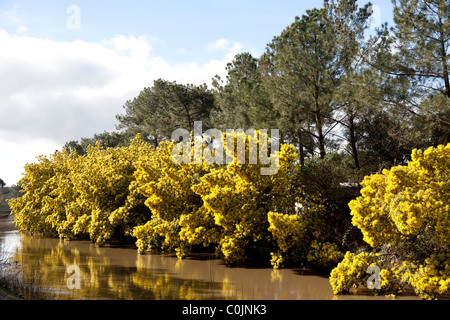 Une rangée d'arbres mimosa (Acacia dealbata) dans fleur pleine sur une rive du fleuve Boudigau (France) une rangée de mimosas en hiver. Banque D'Images